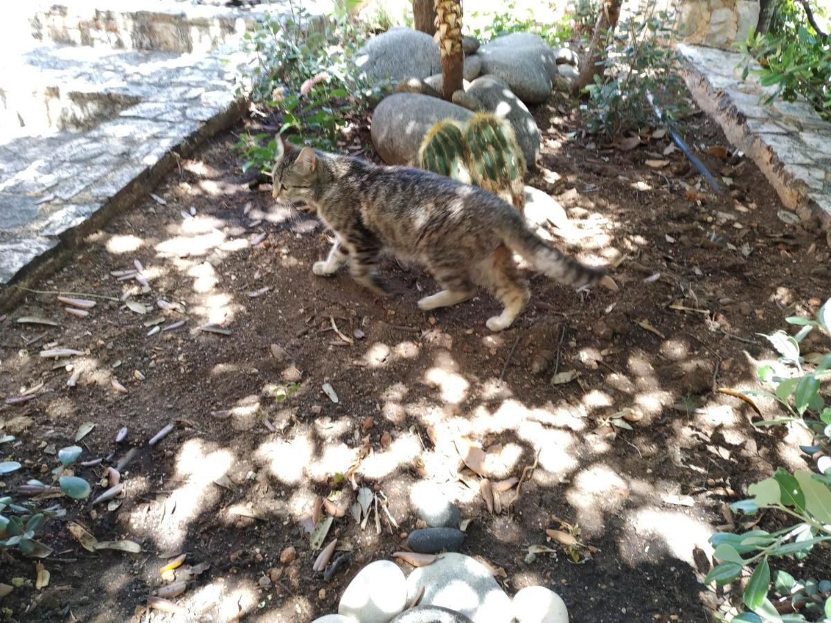 Villa Vena Παλαιά Φώκαια Εξωτερικό φωτογραφία